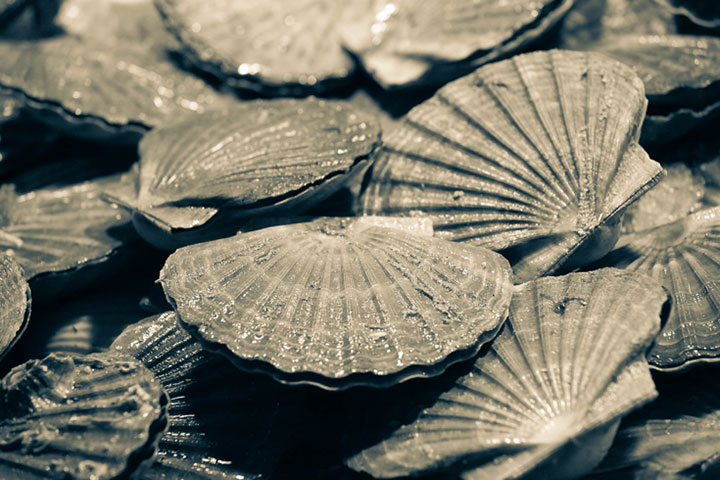 Seashells in Sepia Tone